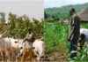 Establishing Ranches in 774 Local Governments to Address Farmer-Herder Crisis establishing-ranches-in-774-local-governments-to-address-farmer-herder-crisis