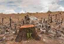 Deforestation Impact on Climate Change in Nigeria: Daily Updates deforestation-mpact-on-climate-change-in-nigeria-daily-updates