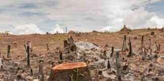 Deforestation Impact on Climate Change in Nigeria: Daily Updates deforestation-mpact-on-climate-change-in-nigeria-daily-updates