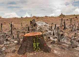 Deforestation Impact on Climate Change in Nigeria: Daily Updates deforestation-mpact-on-climate-change-in-nigeria-daily-updates