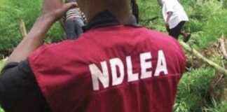 NDLEA intercepts N3.2bn opioids, arrests two octogenarians ndlea-intercepts-n32bn-opioids-arrests-two-octogenarians