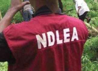 NDLEA intercepts N3.2bn opioids, arrests two octogenarians ndlea-intercepts-n32bn-opioids-arrests-two-octogenarians