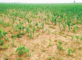 ISWAP Attack: 50 Farmers Killed in Borno – Latest News swap-attack-50-farmers-killed-in-borno-latest-news